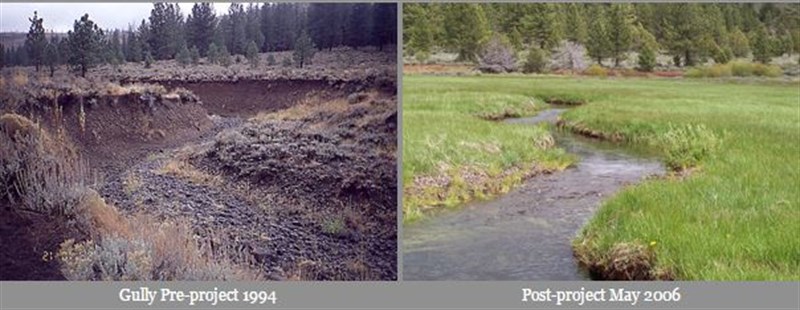 Meadow -beforeafter