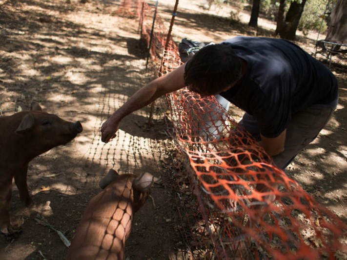 israeli farmer with pigs