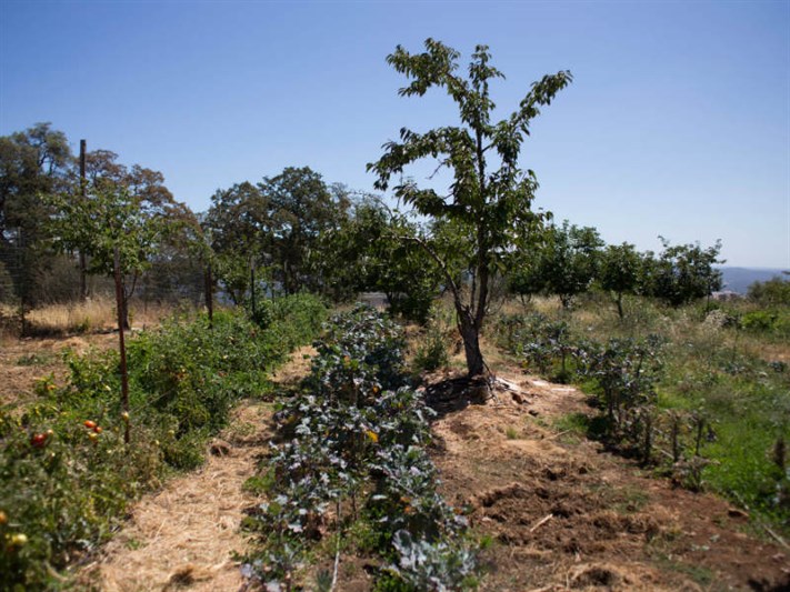 Israeli Farmer orchard