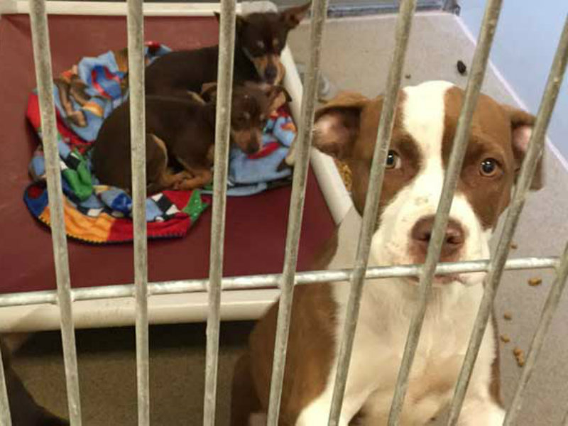 How To Help: Bradshaw Animal Shelter 