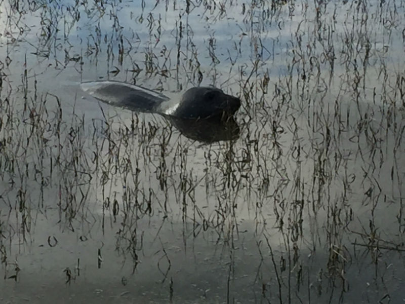 ElephantSeal122915pm P.jpg