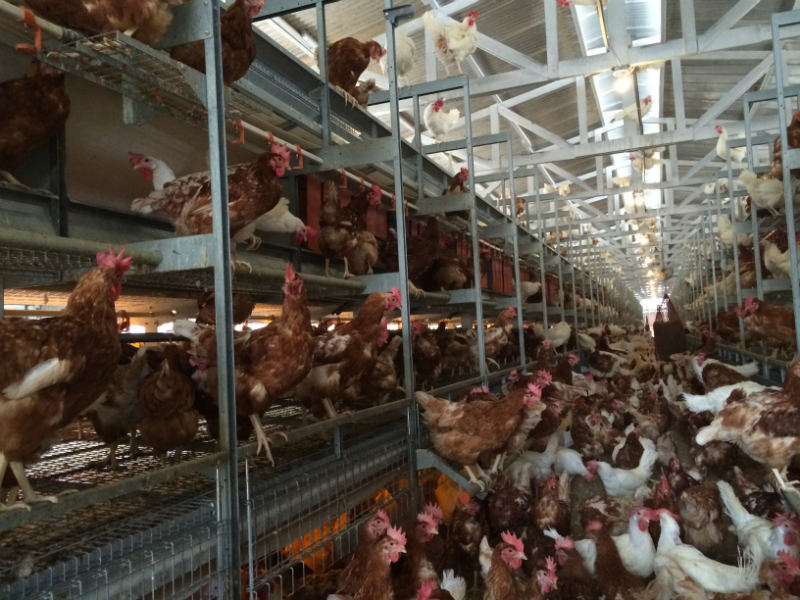 Cage -free -chickensP