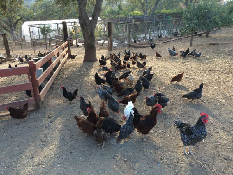 EGGLABEL-chickens1