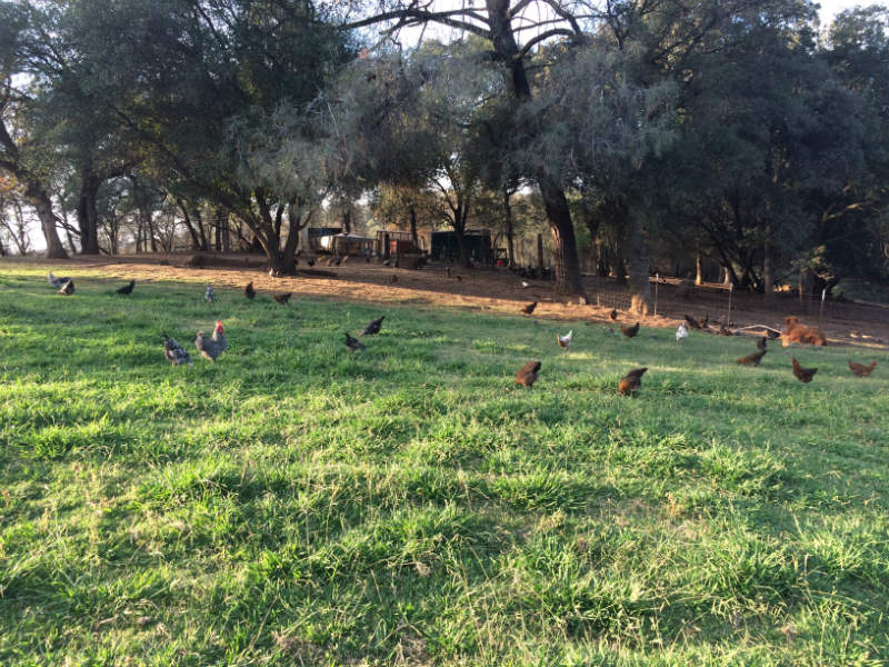 Pastured -chickens