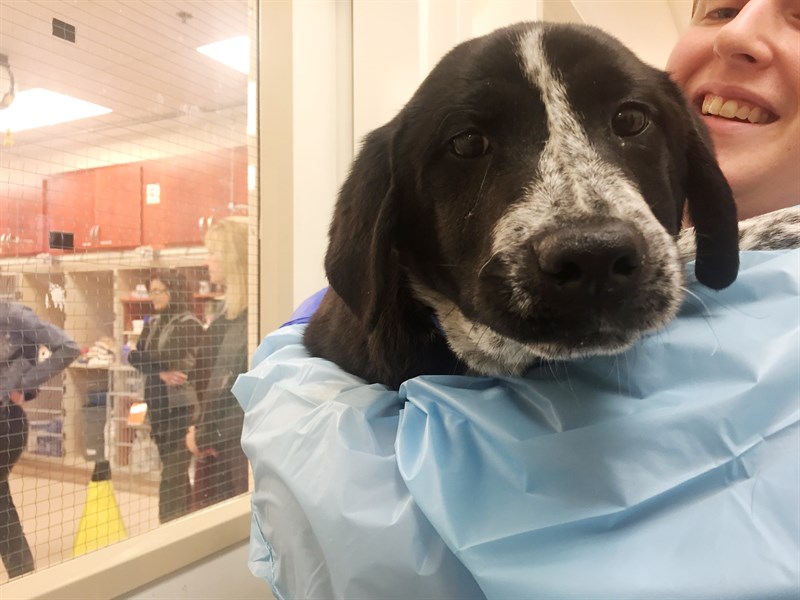 Second Puppy 020216
