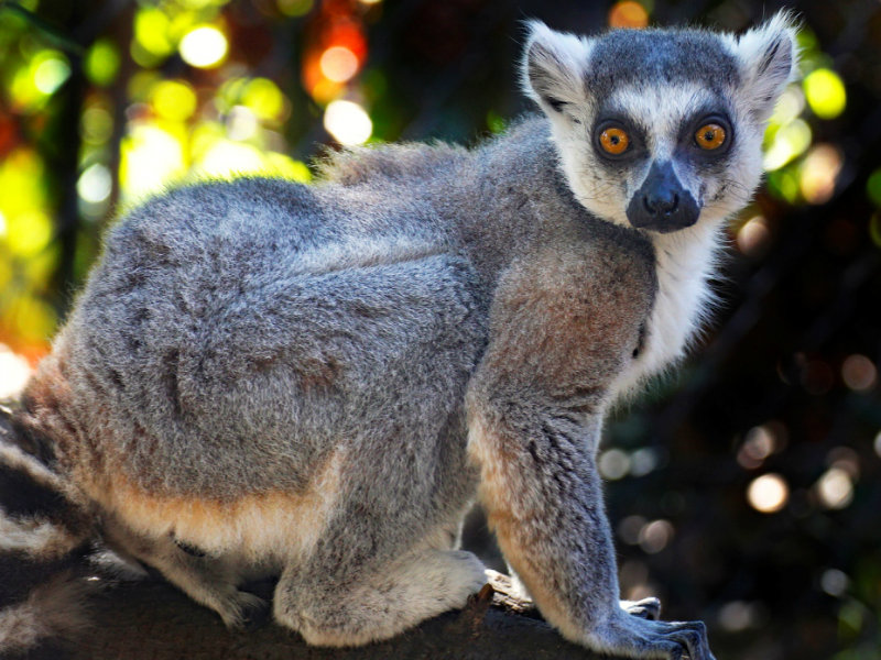 LEMUR-1-022616
