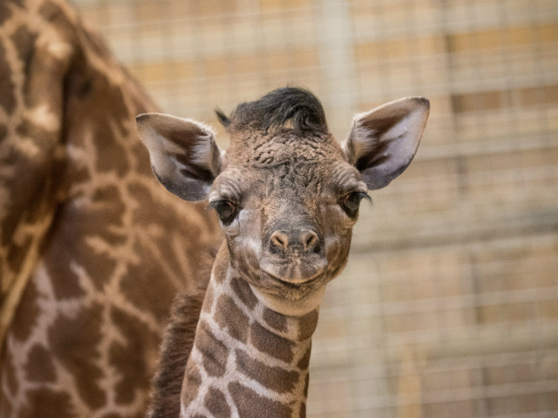 Giraffe Calf Born At The Sacramento Zoo 