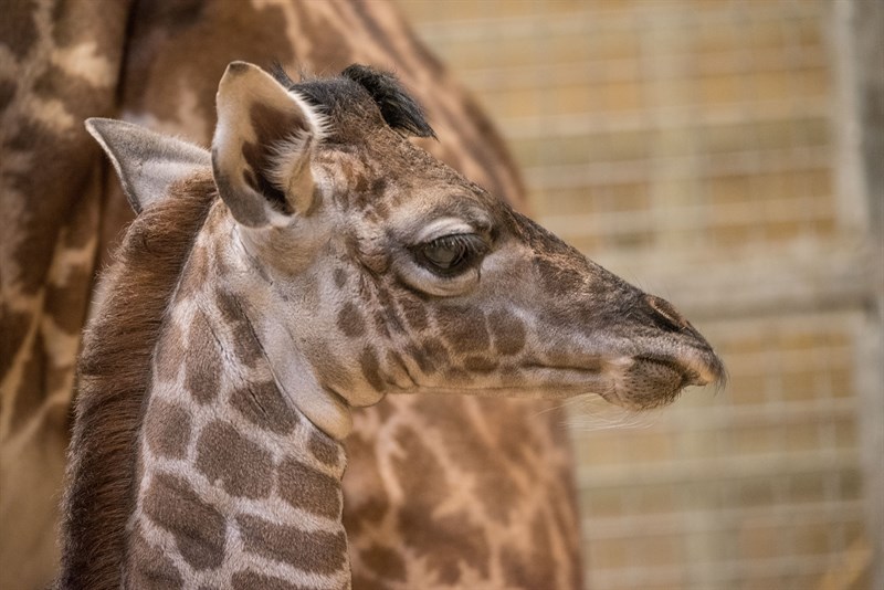 Masai Giraffe Calf _1