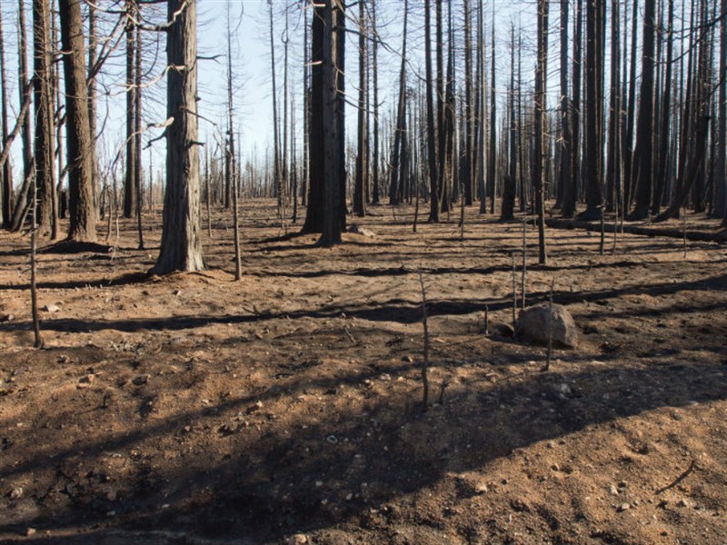 burned forest - p