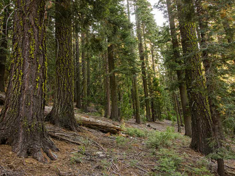 owl habitat - p