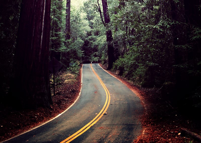 BasinRedwoods111816